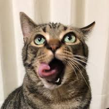 lamomen co instagram 本日の美味しい顔 良い顔 お腹いっぱいの顔 もうちょっとくれの顔 猫 キジ猫 キジネコ ねこ ネコ cat にゃんこ neko ネコグラム チームa チームにねいち にねいちグラム 開きグラム めり込みグラム めり込み寝 セツナカワイイ in 2021