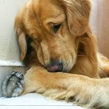 Gorup Gorebileceginiz En Alisilmadik Fakat En Tatli Dostluk Bir Kopek Sekiz Kus Ve Bir Hamster Golden Retriever Hamsterlar Kopek