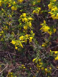 Image result for Microcharis welwitschii