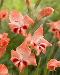 Gladiolus Hybrid Nanus Flower Lyrics Best Flower Wallpaper