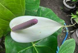 Anthurium