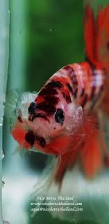 Ohm Prince Of Classic Candy