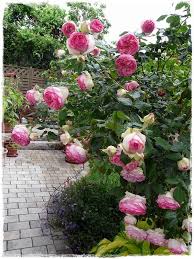 Fuchsienrots Garten Homepage Beautiful Flowers Eden Rose Conifers Garden