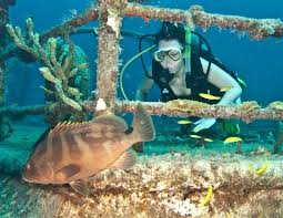 Exuma Land And Sea Park Laura Checking Out The Changing Colours Of A Nassau Grouper Scuba Exuma Scuba Diving