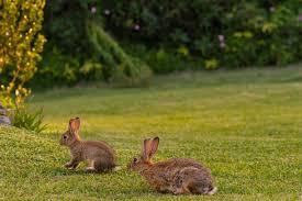 Blood meal is a dry powder made from blood. How To Keep Rabbits From Eating Your Plants Better Homes And Gardens