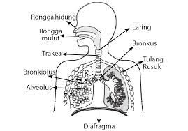 Struktur organ pernapasan rongga hidung faring dan laring. Sistem Pernapasan Manusia Pengertian Alat Pernapasan Dan Fungsinya