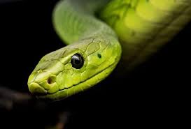 We did not find results for: Tafsir Mimpi 7 Hewan Ini Menurut Islam Menandakan Ada Orang Tidak Baik Disekitar Kita Kabar Banten Halaman 2