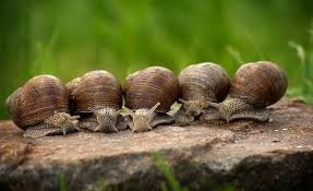 Did you chase the camel? Dreams About Snails Meaning And Symbolism