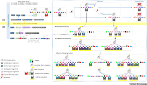 Some of the worksheets for this concept are amoeba sisters genetic drift answer keys epub, amoeba sisters genetic drift answer keys, amoeba genetic drift key 1. Origins Of The Rag Transposome And The Mhc Trends In Immunology