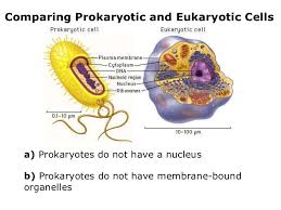 Name an animal cell which does not have a nucleus. 03 6 Kingdoms Prokaryote Eukaryote