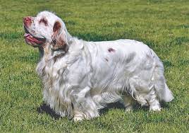 Our listings are from top breeders from around the country. Clumber Spaniel Breeds