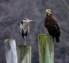Immature Golden Eagle, Dutchess County