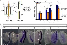 Somites derive from paraxial mesoderm and… Sonic Hedgehog In Temporal Control Of Somite Formation Pnas