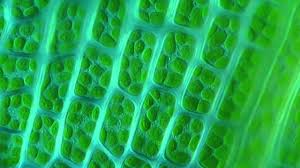 4k and hd video ready for any nle immediately. Moss Leaf Chloroplasts Under Microscope 1000x Ceratodon Purpureus Youtube