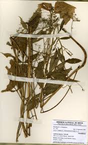 Image result for Lefebvrea