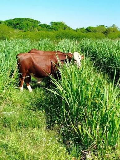 🌱 Implantación de ensayo de mejoramiento genético en pasto Nilo En la EEA INTA Corrientes se llevó adelante la implantación de un ensayo con 100 accesiones de pasto Nilo, en el marco