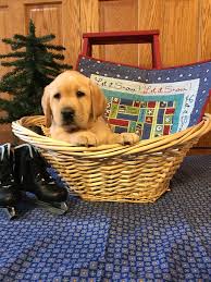 Golden retriever puppies are adorable, playful and smart. Home Sunset Valley Retrievers Pine Island Mn