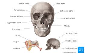 Most of these attach to the bone's two greater horns with the exception of the stylohyoid ligament which attaches to. Head And Neck Anatomy Structures Arteries And Nerves Kenhub