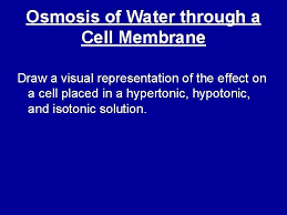 Maybe you would like to learn more about one of these? Diffusion Osmosis Facilitated Diffusion Pumps Bulk Transport You