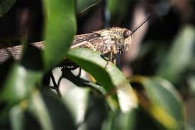 We did not find results for: Crickets Could Be The Next Superfood According To This Startup