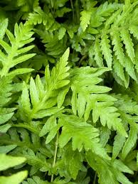 Image result for Swertia fimbriata