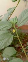 Image result for Corchorus schimperi