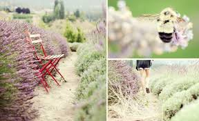 We did not find results for: Poppytalk Fruit Stands And Wine A B C Road Trip Bee Friendly Plants Bee Garden Bee Friendly