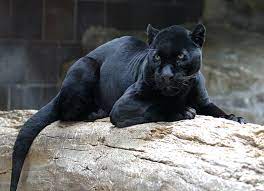 Yes, absolutely the black jaguar is the same as the black panther. Melanistic Jaguar Jaguar Animal Melanistic Animals Black Animals