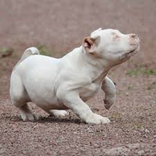 Black American Bully Xl For Sale Pandora Chiot Puppy Puppies American Bully Xl Xxl Bully Pitbull A Vendre For Sale France Belgique Kennel Elevage Lion P Pitbull Puppies Baby Dogs Bully Pitbull