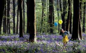 Image result for woodland