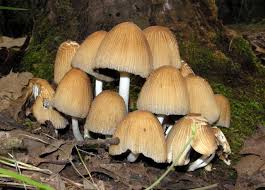 Image result for Coprinus micaceus