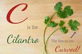 Here S A Really Good Way To Remember The Difference Cilantro Parsley Grocery Store