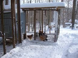 The roots usually die after being exposed to cold winter temperatures. How To Care For Chickens In Cold Weather Pethelpful