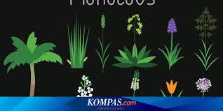Maybe you would like to learn more about one of these? Siswa Kelas Iv Sd Ayo Belajar Bentuk Dan Fungsi Tumbuhan Halaman All Kompas Com
