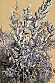 Image result for Lepistemon