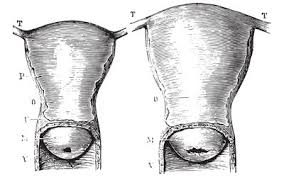 how to check your cervix and cervical position