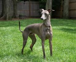 As australians spend more time isolating many are using the time to settle in a new family member. Greyhound South Africa Greyhound Breed Dog Breeders Gallery 112100