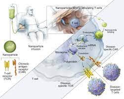 Vendredi, samedi et dimanche sont classés orange au niveau national. In Vitro Transcribed Antigen Receptor Mrna Nanocarriers For Transient Expression In Circulating T Cells In Vivo Nature Communications