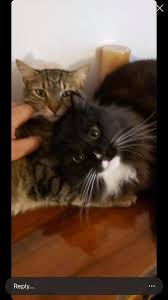 Maybe you would like to learn more about one of these? No Rehoming Fee For Pets And Supplies Maryland Only Home Facebook