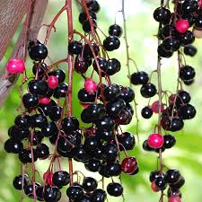 Image result for Lepisanthes