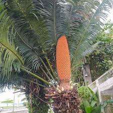 Image result for Cycas