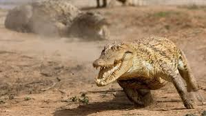 Crocs Galloping And Running For 3 And Half Minutes - Youtube