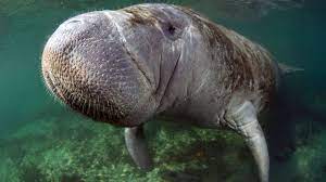 Bbc Earth The Giant Cow That Swam The Ocean