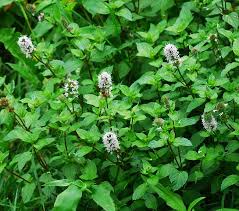 Image result for Mentha