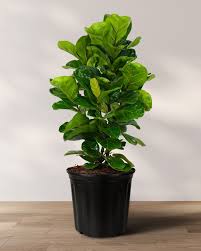 Image result for Ficus bubu