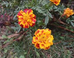 Image result for Tagetes erecta