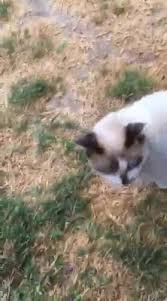 There seem to be more kittens in the world than there are homes for them. Siamese Rehome Angels California Location Home Facebook