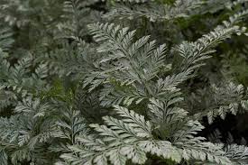 Image result for Zehneria parvifolia