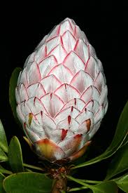 Image result for Protea rupestris