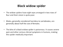 Unrecognized and untreated black widow spider bites cause significant pain, impairment, and rarely death. Black Widow Spider Alpha Latrotoxin Edited